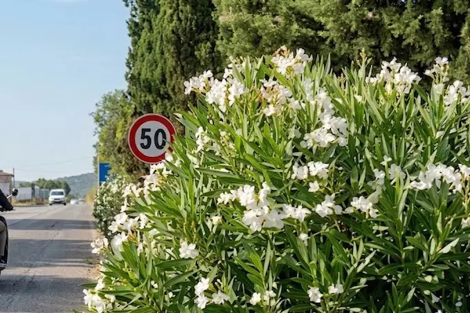 Gli oleandri sulla 195 (foto Murgana)