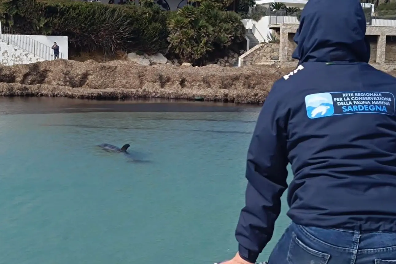 Gli esperti monitorano il cetaceo (foto Area marina Capo caccia-Isola Piana)
