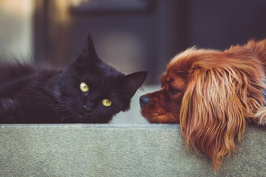 La decisione della Spagna: in caso di divorzio cani e gatti in affidamento condiviso
