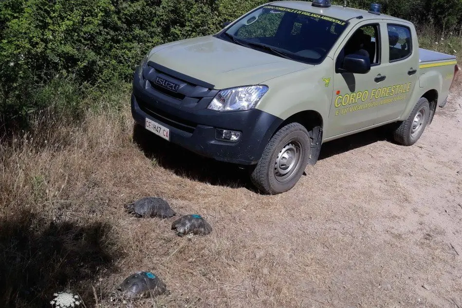 La liberazione delle tartarughe nelle campagne di Olbia (foto L'Unione Sarda - Busia)