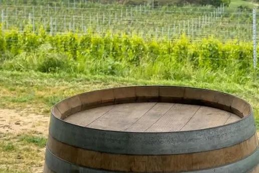 I vigneti a Sennori (foto concessa)