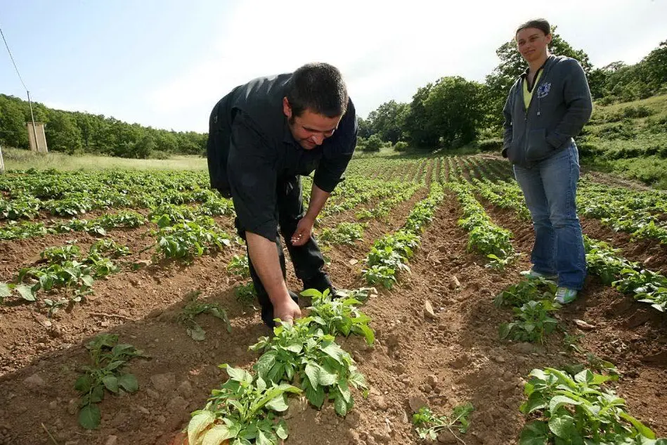 Immagine simbolo dell'agricoltura
