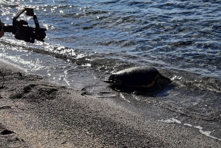 La tartaruga Agostina torna nel suo ambiente naturale dalla spiaggia di Cala Spalmatore