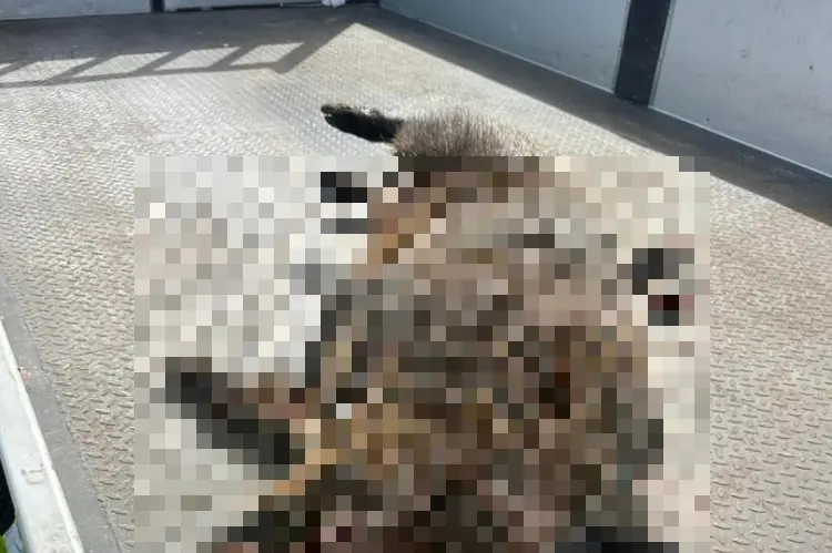 La carcassa di cinghiale rimossa sulla SS 729 (foto concessa)