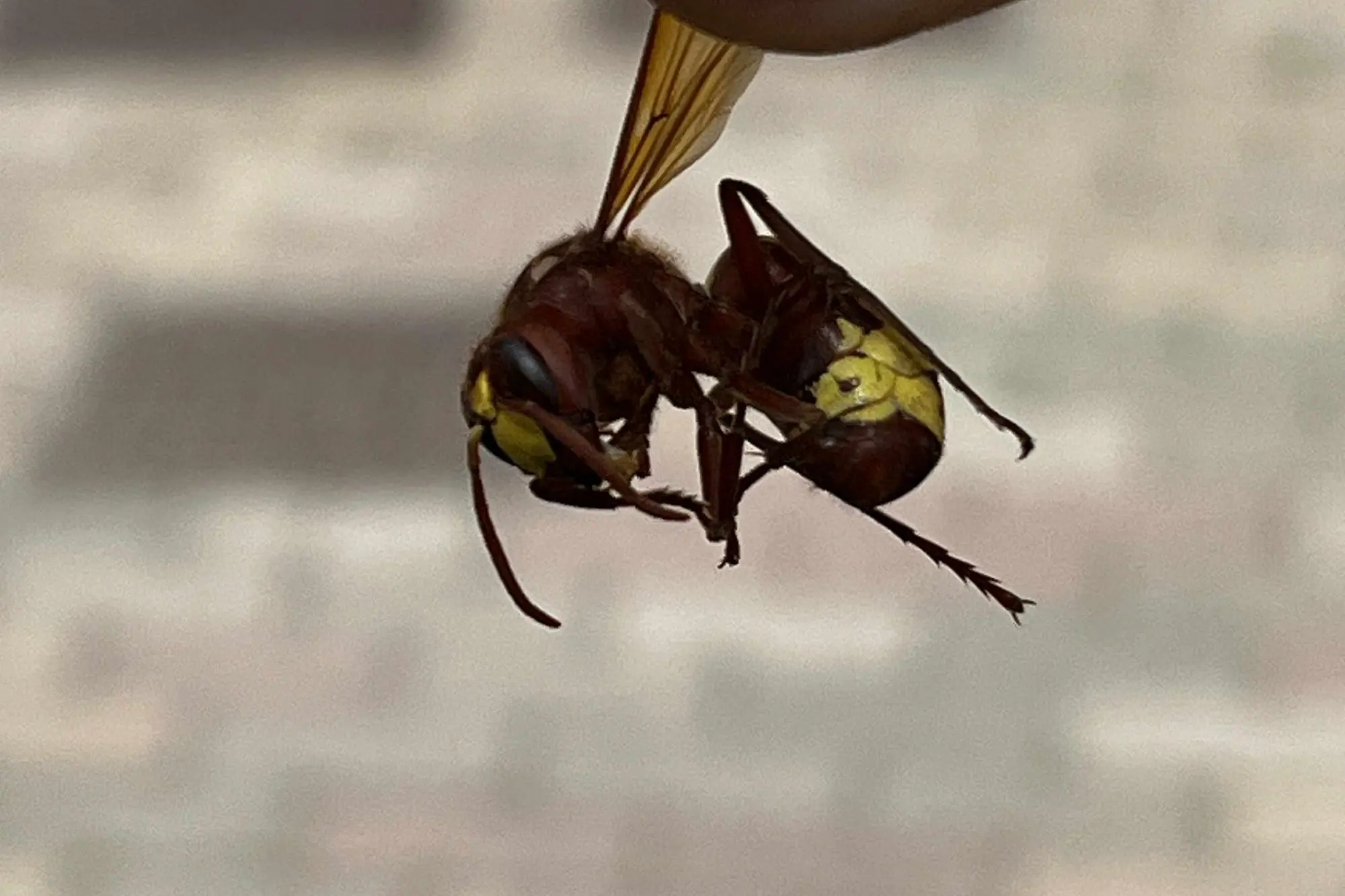 una vespa velutina morta