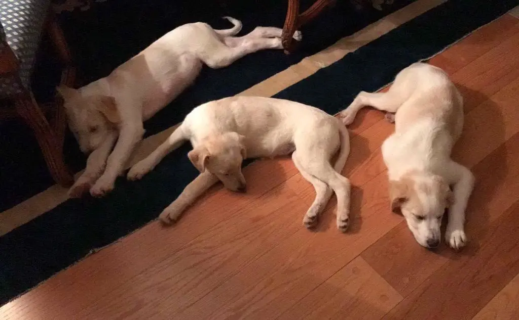 I tre cuccioli