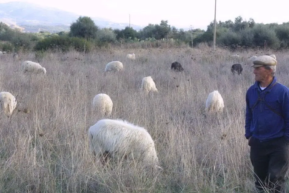 Un allevamento di pecore