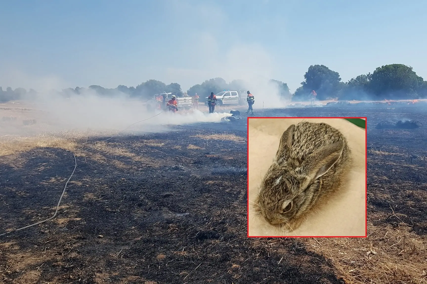 L'incendio a Giba e, nel riquadro, la piccola lepre salvata dalle fiamme (foto Fabio Murru)