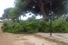 L'albero caduto