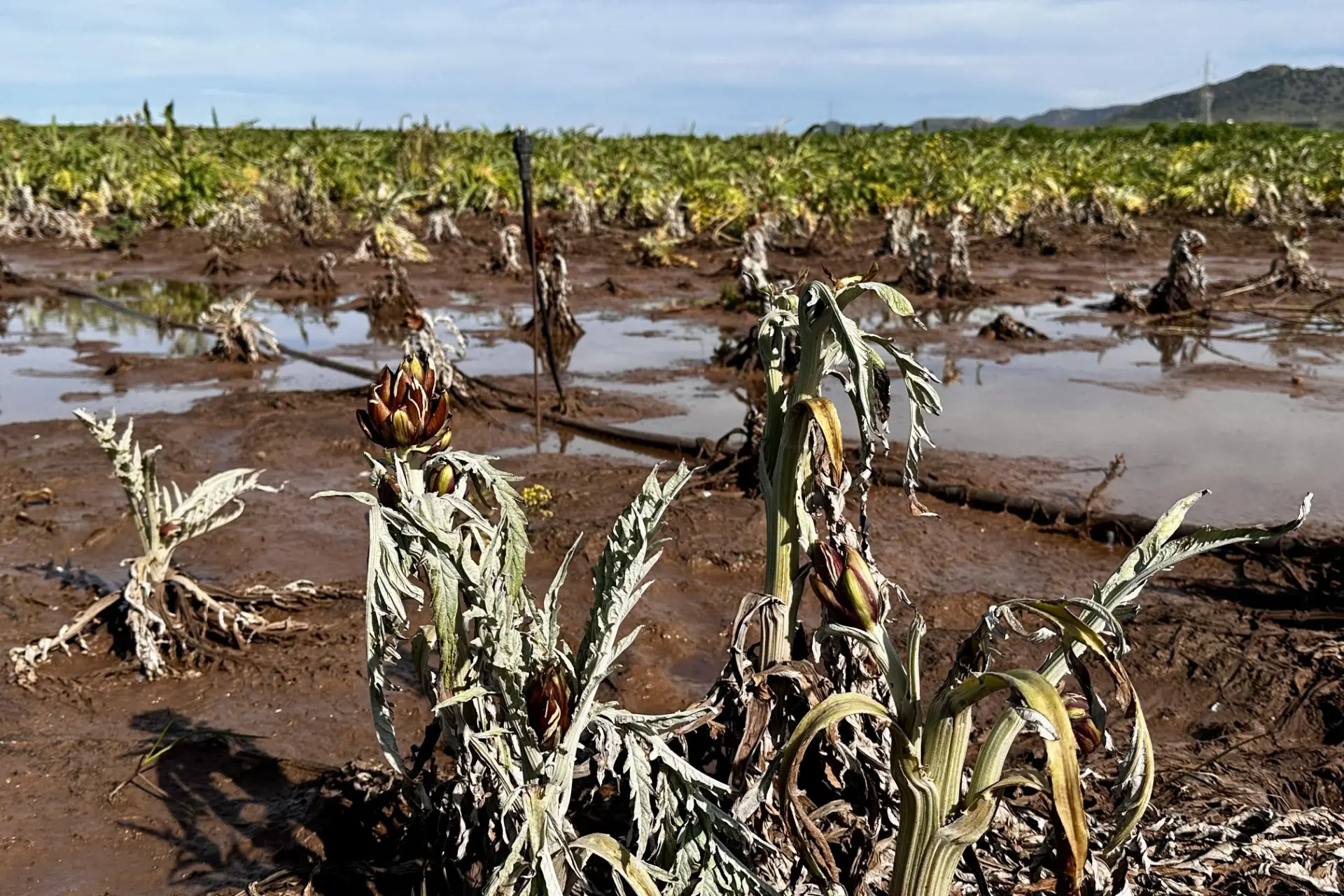 Un campo devastato dopo il maltempo (Foto Coldiretti)
