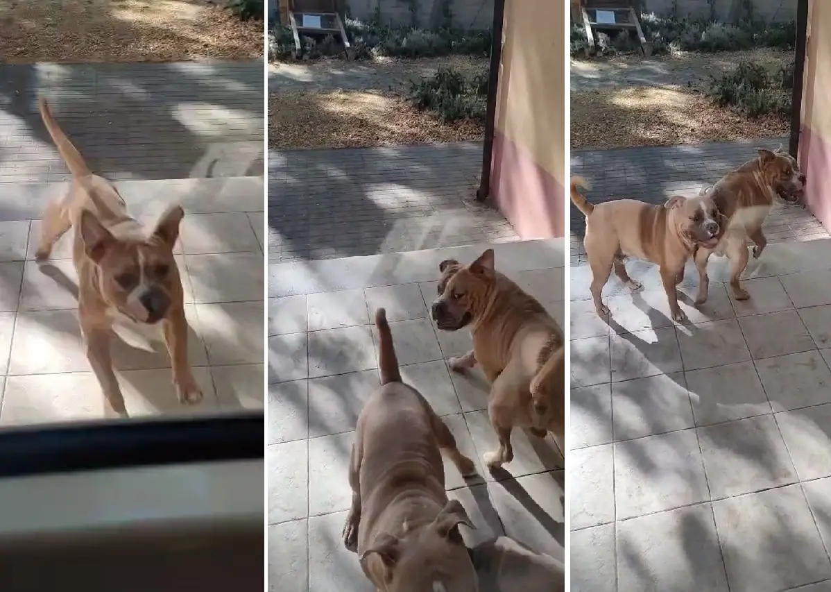 Due dei pitbull che nei giorni scorsi hanno seminato il panico nel cortile della scuola di via Meilogu