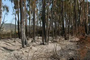 Incendio nelle campagne di Barega