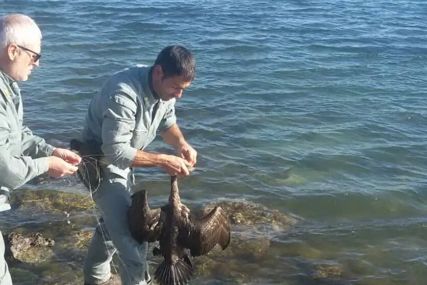 La Forestale libera uno dei cormorani