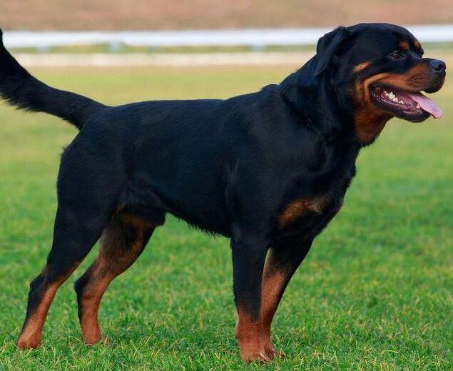 Sbranato da un rottweiler, due colpevoli
