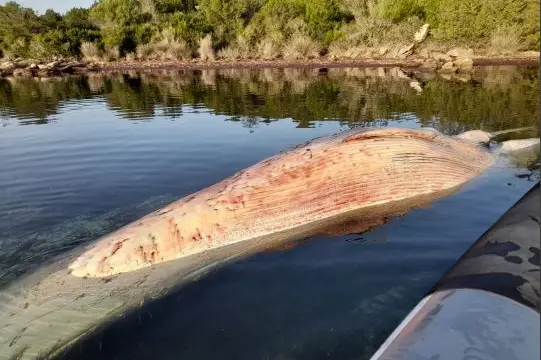 La balenottera spiaggiata (Foto AMP Capo Testa-Punta Falcone)