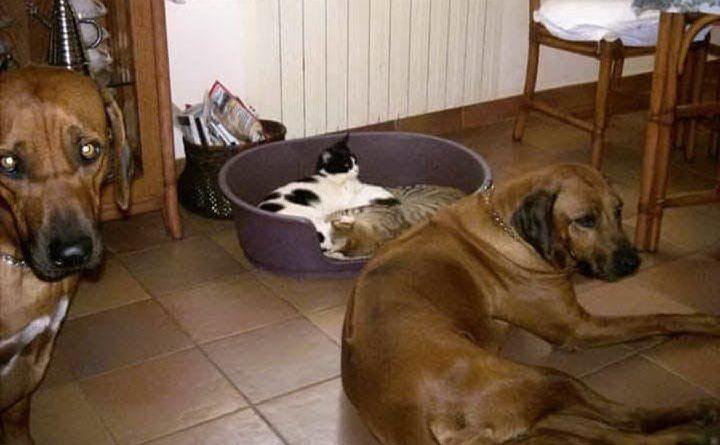 Cani e gatti in casa durante i botti di fine anno