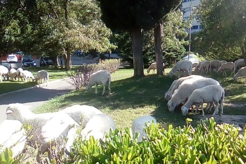 Le pecore al pascolo nella zona dell'ospedale Brotzu di Cagliari