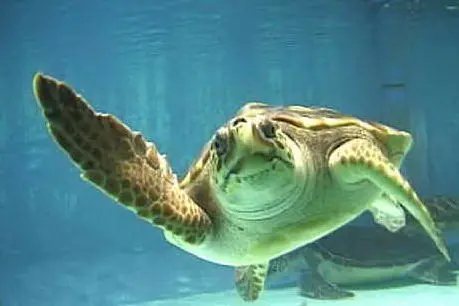 UNA TARTARUGA CARETTA CARETTA