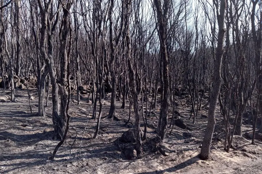 Un bosco bruciato a Cuglieri (Ansa)