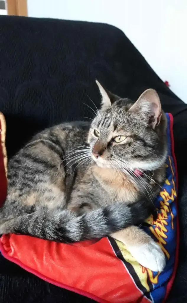 Sophie, la gatta di Valentina Pintus, Cagliari
