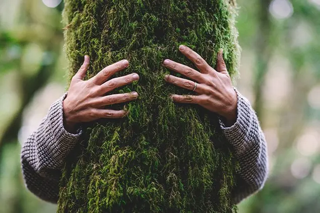 Un'immagine di &quot;Ascoltando gli alberi&quot;