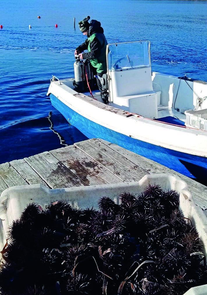Pesca dei ricci, l’attività può continuare fino al 16 maggio