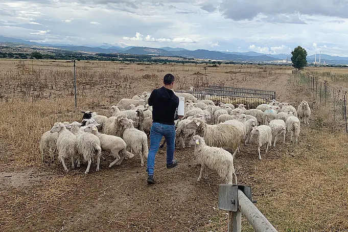 Gregge di pecore (Foto simbolo)