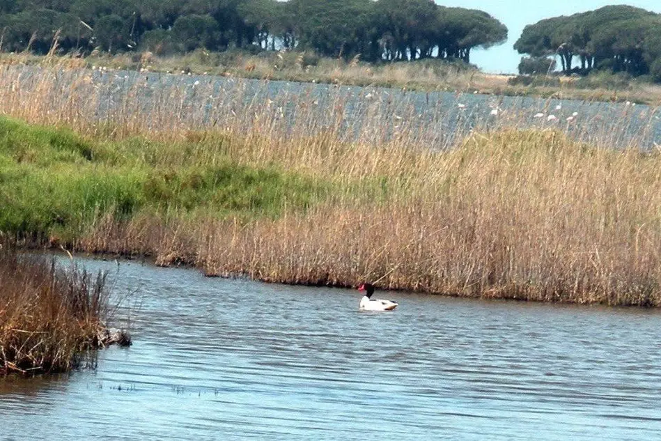 L’oasi di S’Ena Arrubia (foto di Gabriele Pinna-Lipu)