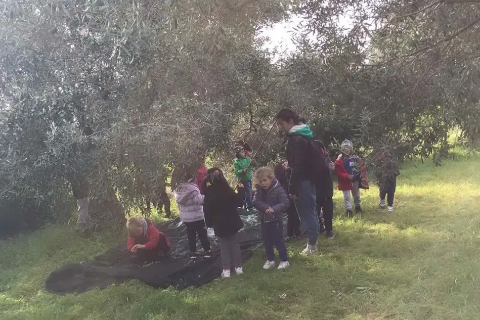 La raccolta delle olive delle scolaresche (foto Severino Sirigu)