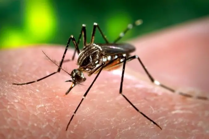 A mosquito (photo symbol Ansa)