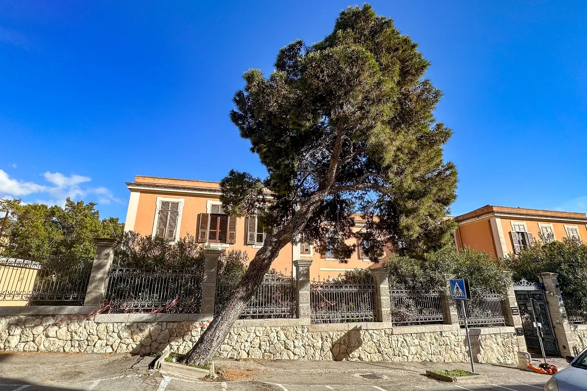 Il pino in viale Sant'Ignazio a Cagliari (foto Comune di Cagliari)