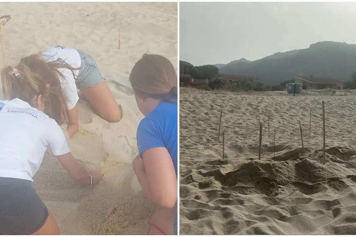 Solanas, il nido di Caretta caretta (Foto: L'Unione Sarda)