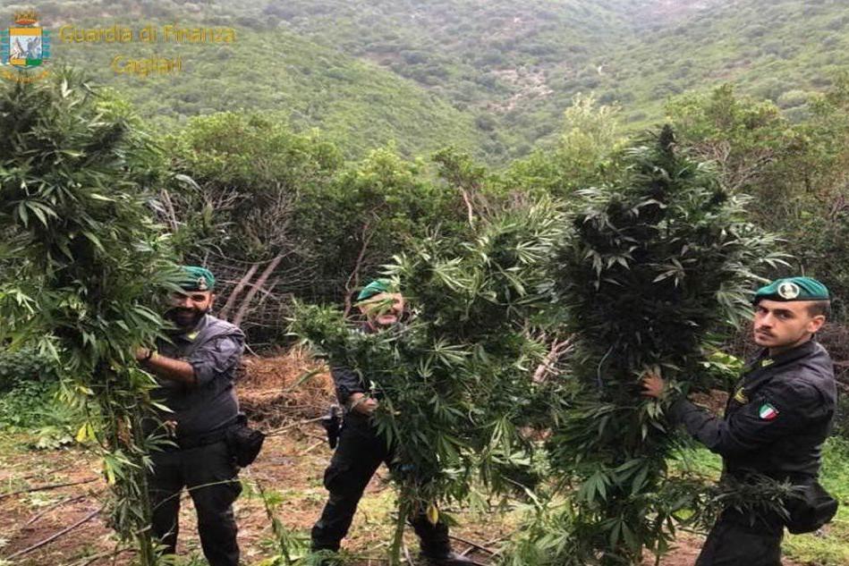 Scoperta una coltivazione illegale di piante di marijuana VIDEO