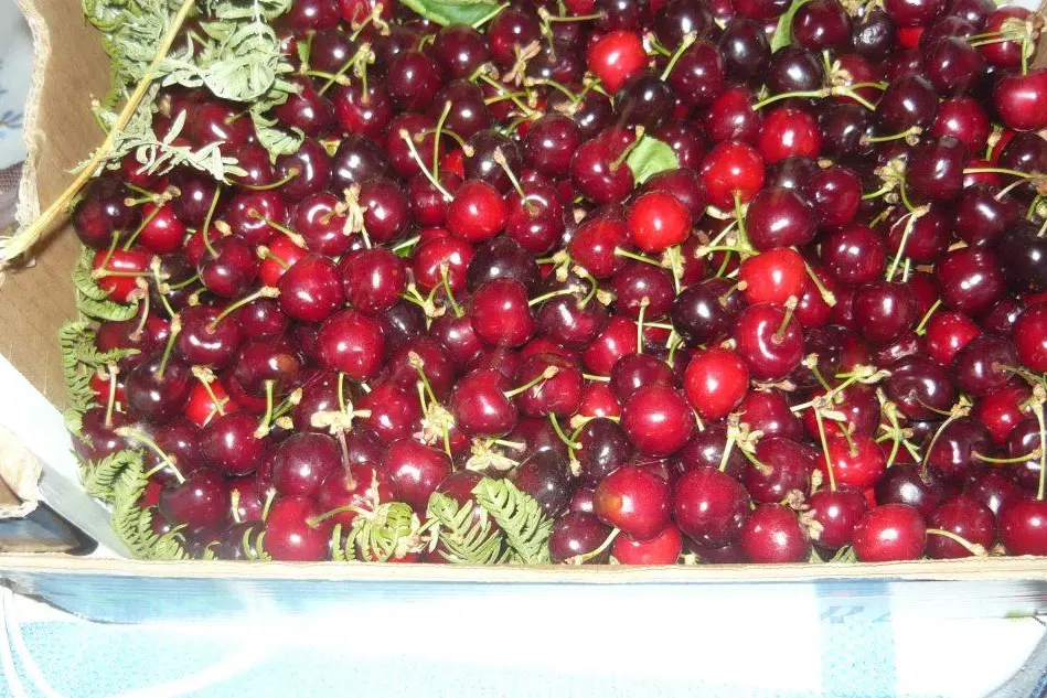 Le ciliegie di Burcei (foto L'Unione Sarda - Serreli)