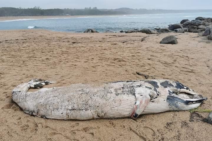 Balenottera morta trovata sul litorale di Bari Sardo