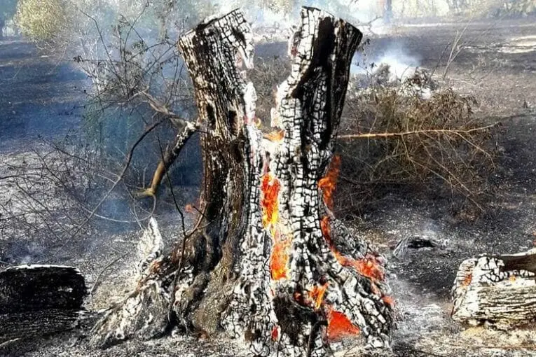 L'olivastro bruciato (foto inviata dal nostro lettore)