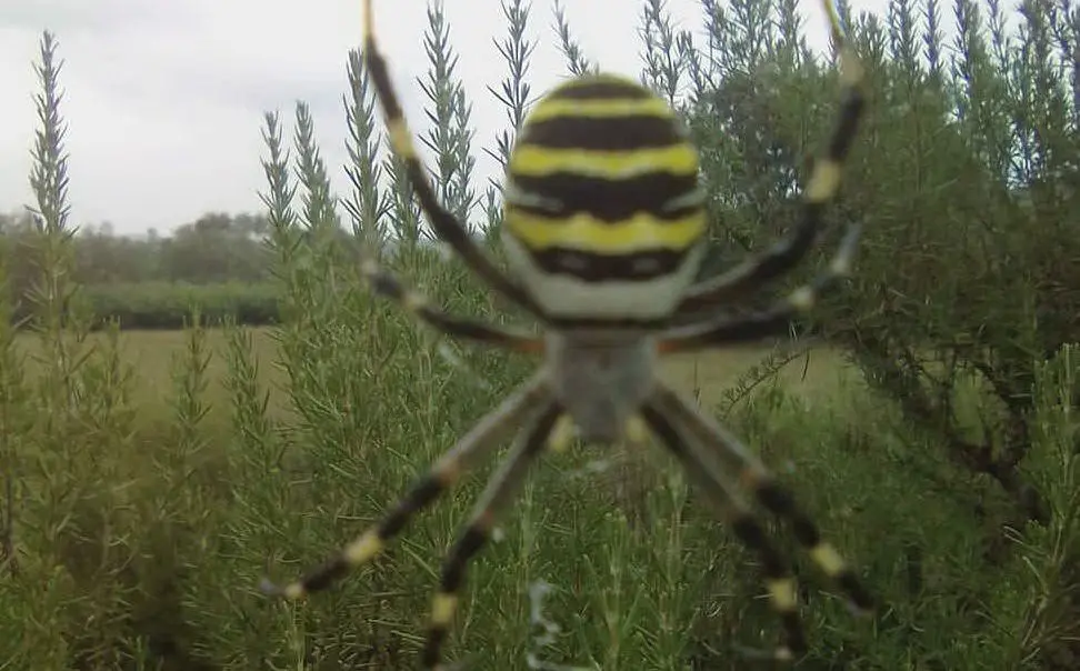 Un ragno fotografato nelle campagne di Nuragus da F.M. (08/09/2018)