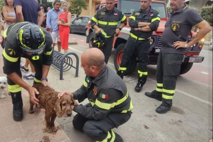 Il cane salvato dai vigili del fuoco (foto concessa)