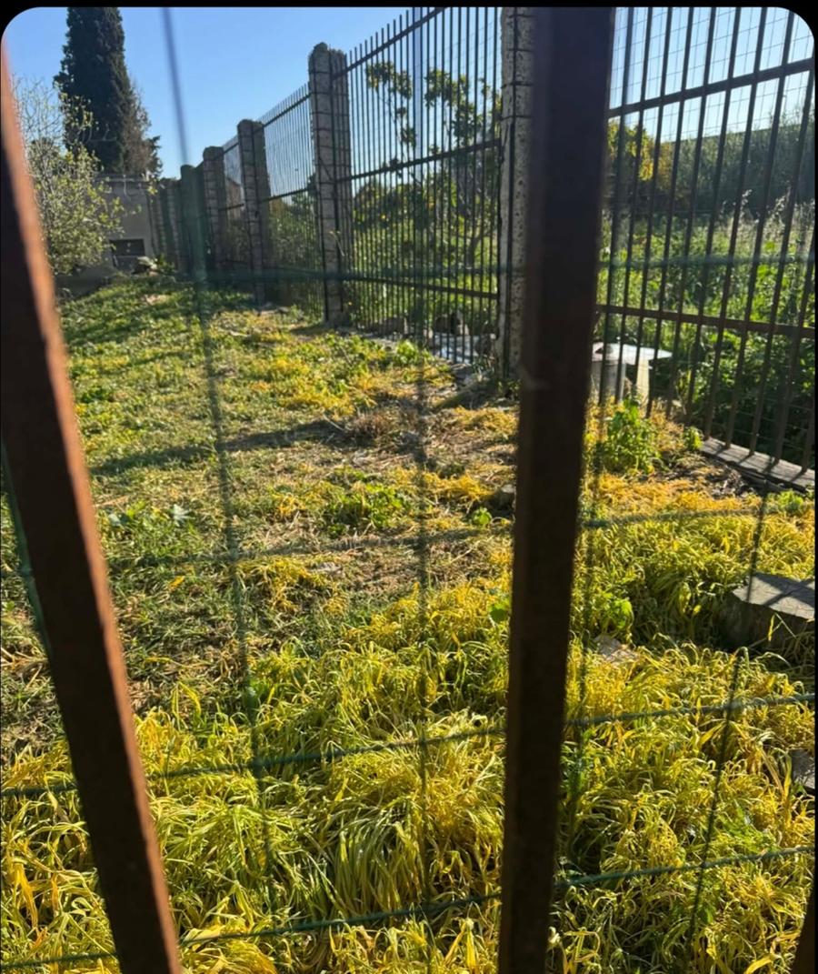 Colonia felina, nuove polemiche