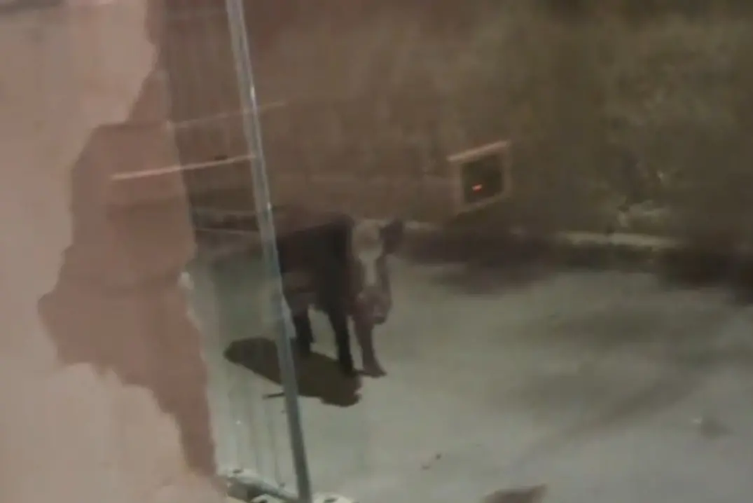 Sassari, cinghiale in attesa davanti a un portone (foto Floris)