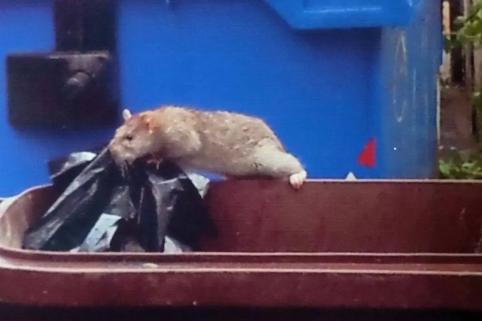 Un topo cerca cibo tra i rifiuti - Foto Ungari