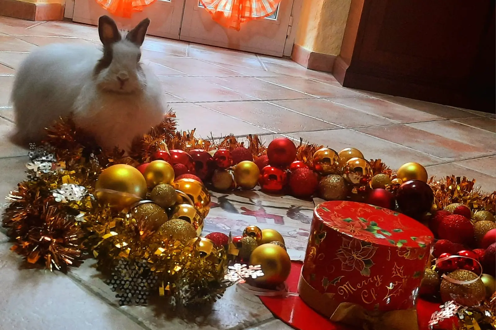 Buon natale da Alessia da Bitti