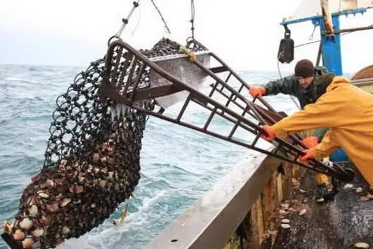 La pesca delle capesante in Bretagna