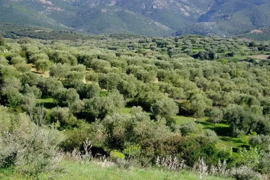 Le campagne di Dolianova (foto Severino Sirigu)