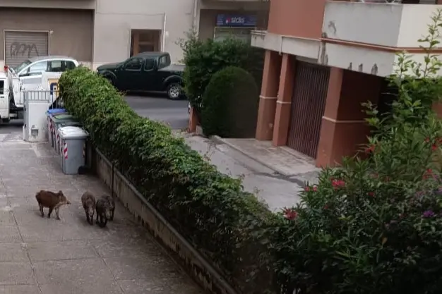 Cinghiali a Sassari