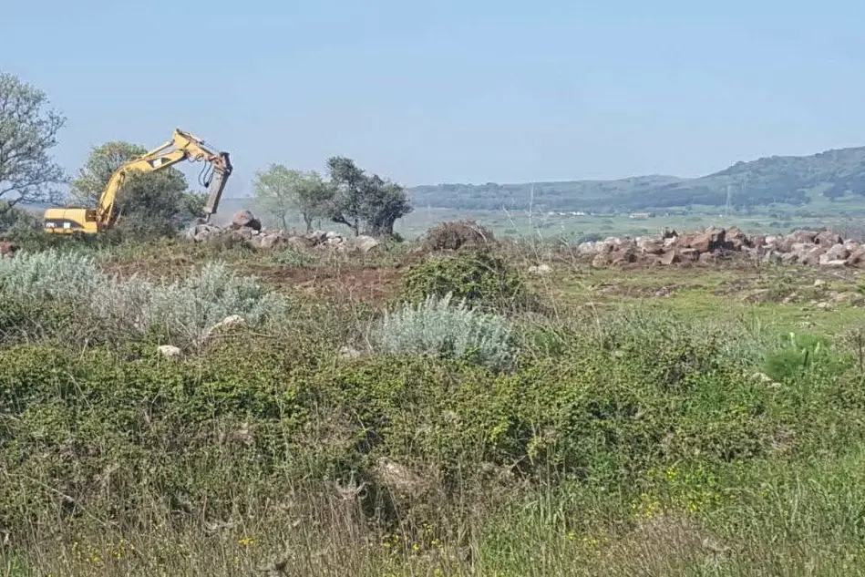Le ruspe in azione