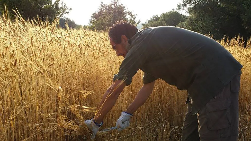 Maurizio Fadda in un campo di grano (foto concessa)