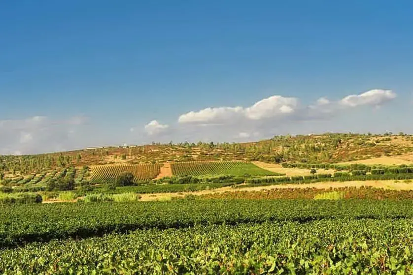 Le campagne di Dolianova (Foto concessa)