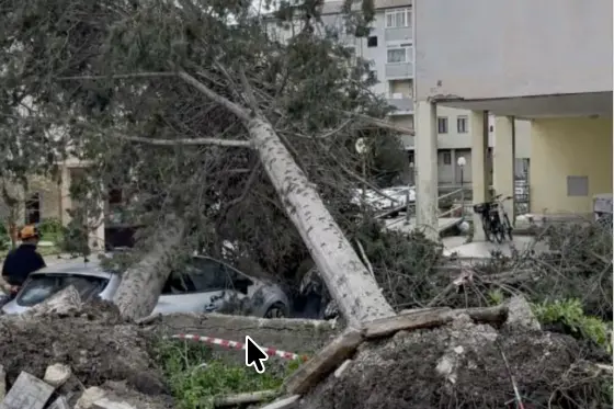 Un albero sradicato in città