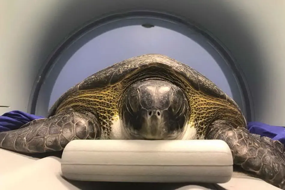 Rarissima Tartaruga verde recuperata a S’Ena Arrubia (nella foto la tartaruga fa la Tac alla clinica Due mari)